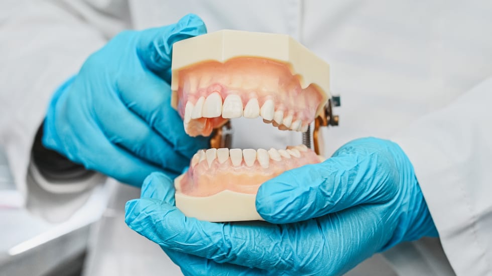 A physical dental model used by an Oshawa family dentist to educate patients on gum health, preventing gum infections, and maintaining proper oral hygiene.